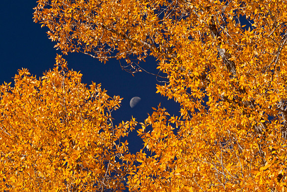 Confused Autumn Moon