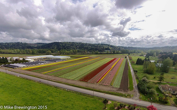 Holland America Tulip Farms