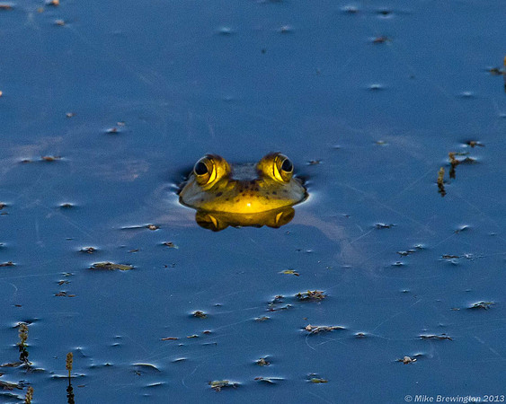 Bullfrog