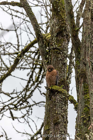 Red Shouldered Hawk