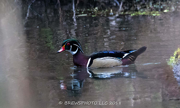 Wood Duck