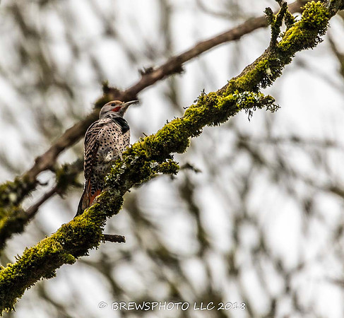Northern Flicker