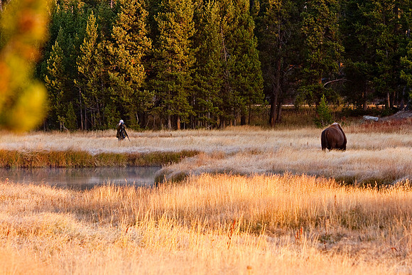 Photographing the Buffalo