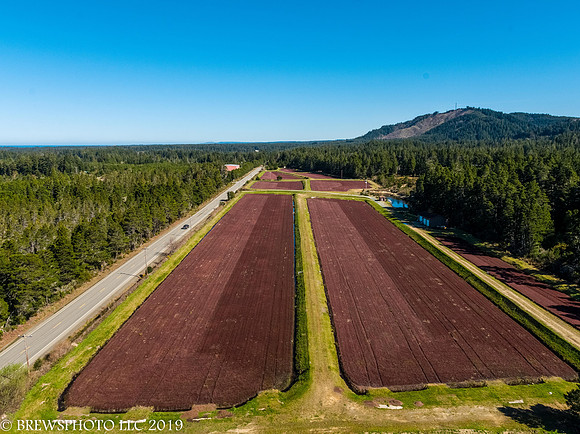 Cranberry Bogs at Bandon
