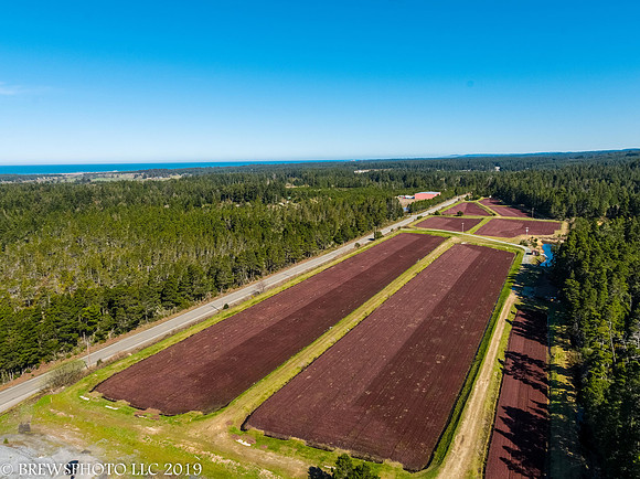 Cranberry Bogs near Bandon