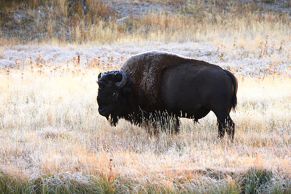 Frosty Buffalo