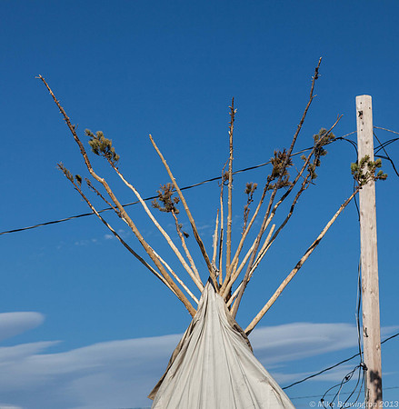 Some of the Lodgepoles are pretty fresh.