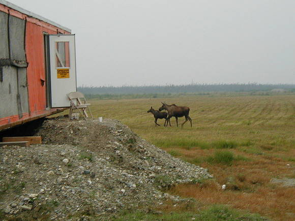 Pets at Camp, Blair Lakes, Alaska
