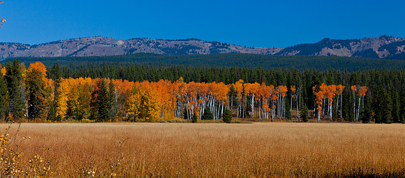 Aspen Splendor