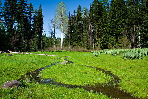 Winter Runoff near Looking Glass/50 Meadows GS