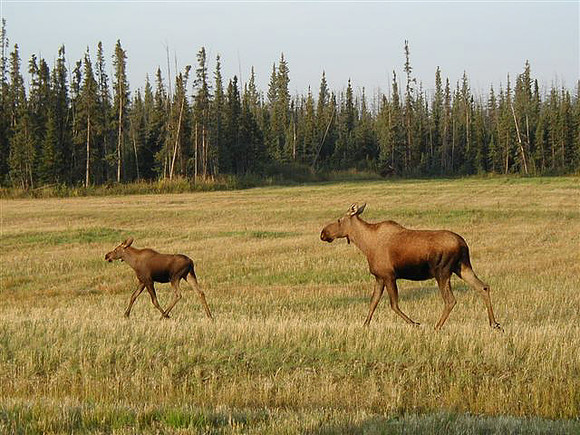 Camp Pets Blair Lakes, Alaska