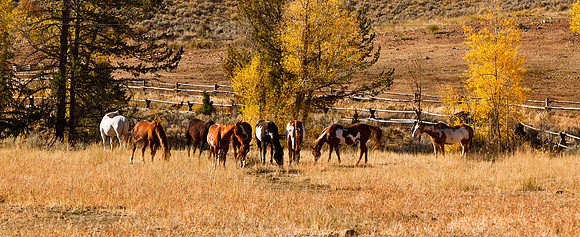 One More for the Horse Lovers